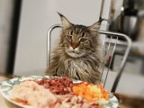 Как правильно кормить кастрированного кота: рекомендации и советы